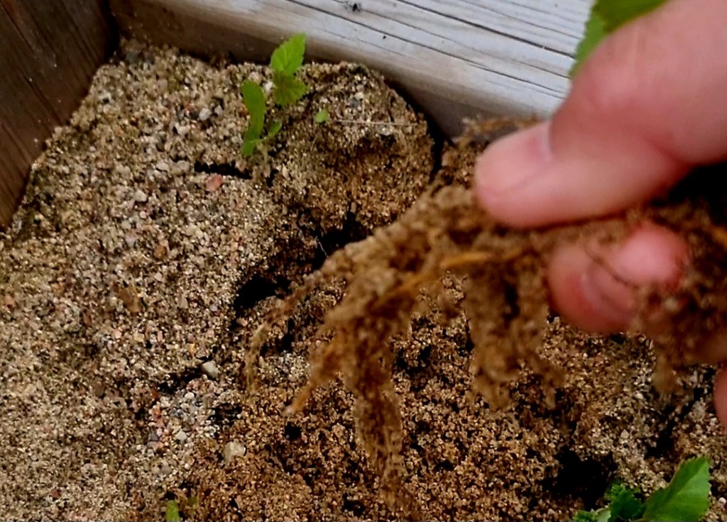 Förr på krogen | När hierarkin var lag och chefen bar&nbsp;slips