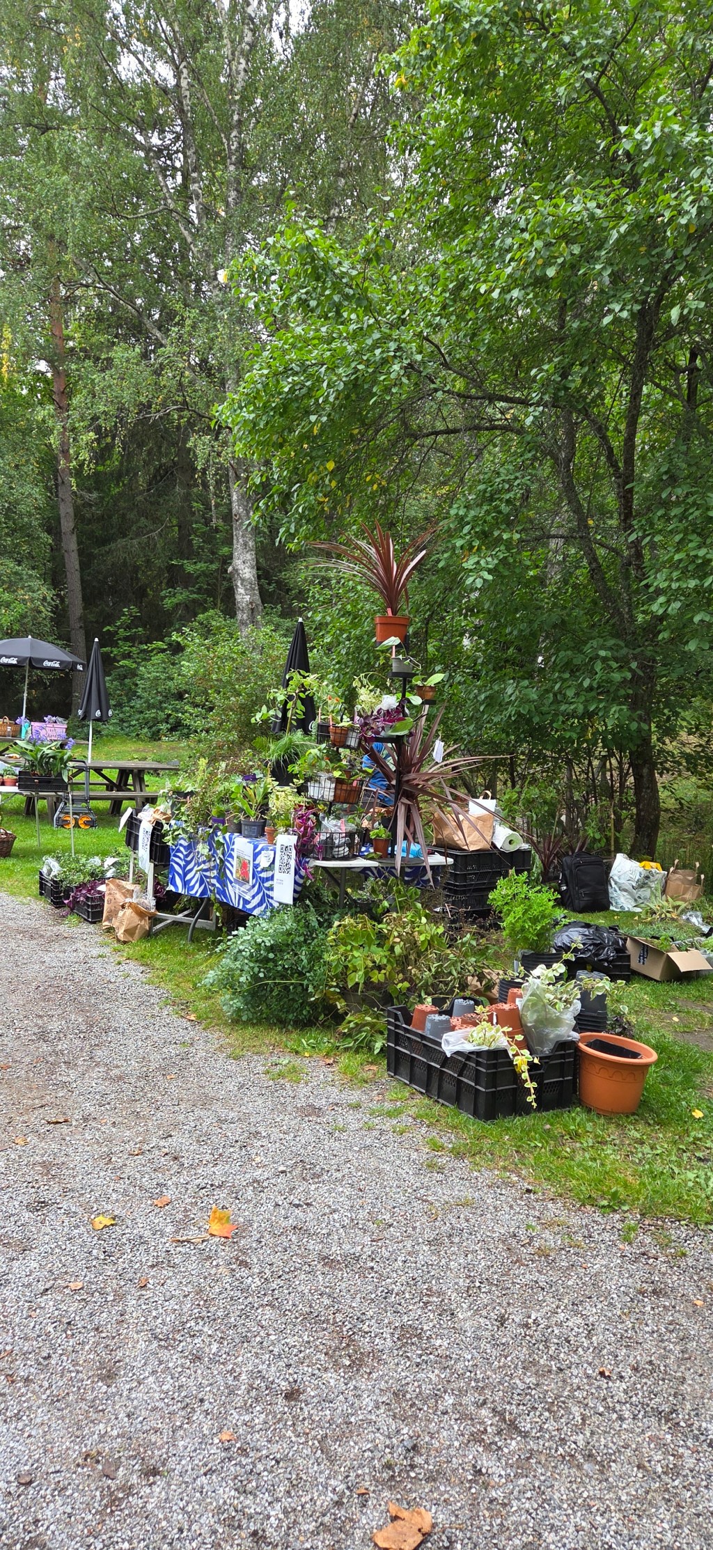 Växtloppis | Glömsta